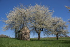 Kirschblüte in Kalchreuth