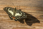 Limetten-Schwalbenschwanz (Papilio demoleus)