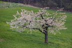 Kirschblüte bei Marloffstein