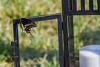 Großer Schwalbenschwanz (Papilio cresphontes)