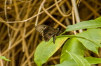 Goldrandsegler (Battus polydamas)